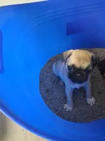 Brinx, a male Pug for sale in Baltimore, MD – 5 of 6