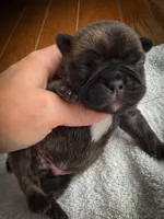 Frenchton male 2, a male Frenchton for sale in Roark, KY – Photo 4 of 4