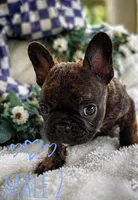 Frenchton male 2, a male Frenchton for sale in Roark, KY – Photo 2 of 4