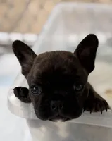 Frenchton male 2, a male Frenchton for sale in Roark, KY – Photo 3 of 4