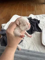 Frenchton female, a female Frenchton for sale in Roark, KY – Photo 2 of 3