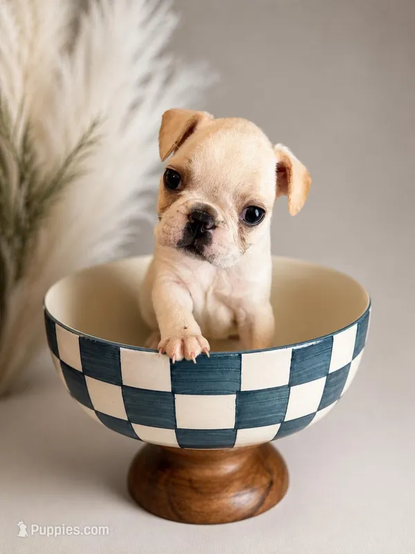 Frenchton female – Frenchton puppy for sale in Roark, KY