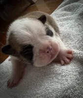 Frenchton male 1, a male Frenchton for sale in Roark, KY – Photo 3 of 4
