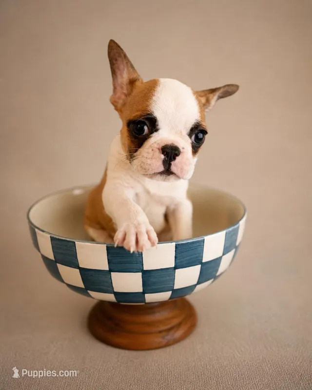 Frenchton male 1 – Frenchton puppy for sale in Roark, KY