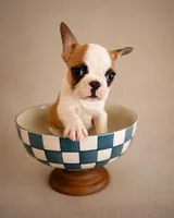 Frenchton male 1, a male Frenchton for sale in Roark, KY – Photo 1 of 4