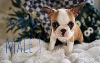 Frenchton male 1, a male Frenchton for sale in Roark, KY – Photo 2 of 4
