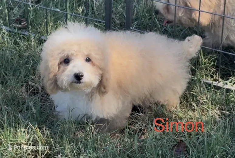 Simon – Maltipoo puppy for sale in Jasper, MO