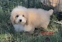 Simon, a male Maltipoo for sale in Jasper, MO – 1 of 1
