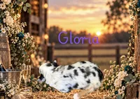 Gloria, a female Miniature Australian Shepherd for sale in Oronogo, MO – 2 of 4
