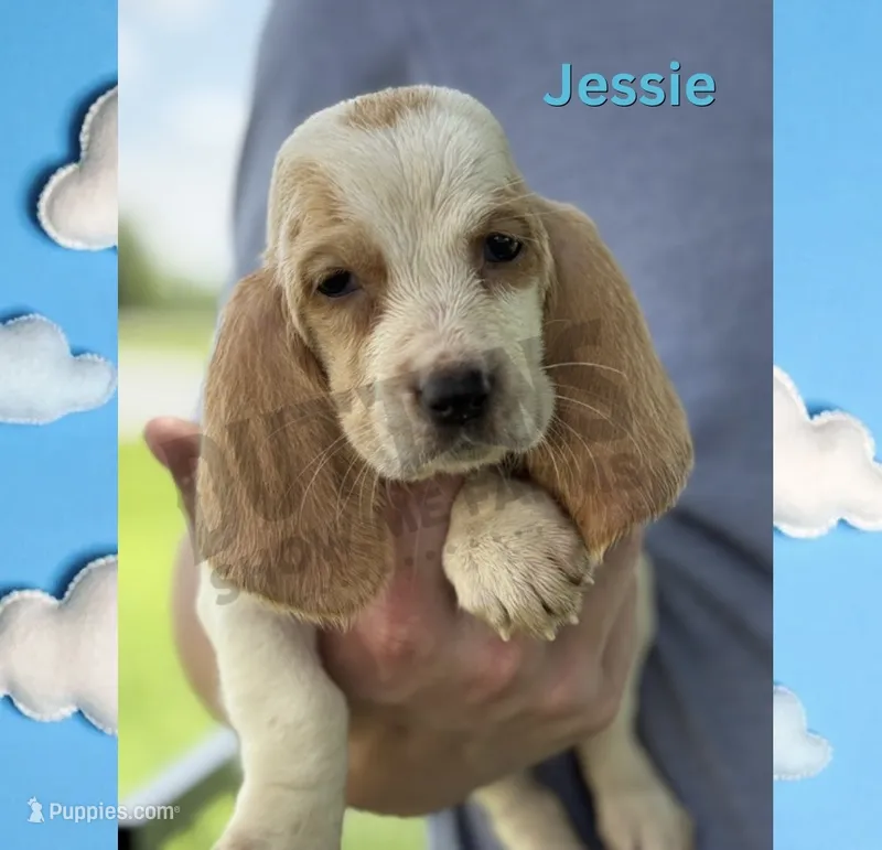 Jessie – Basset Hound puppy for sale in Jasper, MO