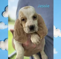 Jessie, a female Basset Hound for sale in Jasper, MO – 1 of 1