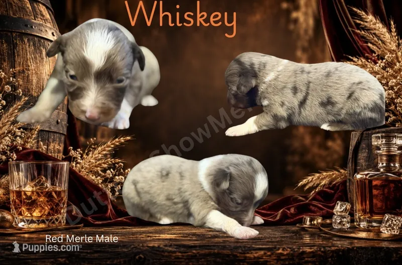 Whiskey  – Miniature American Shepherd puppy for sale in Oronogo, MO