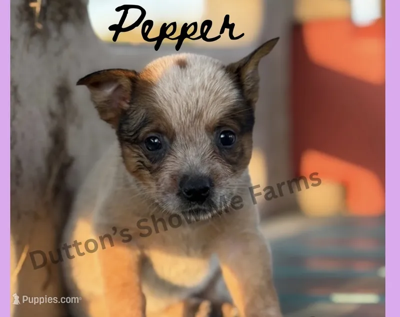 Pepper – Australian Cattle Dog puppy for sale in Oronogo, MO