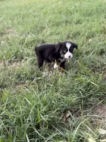 Oopsie - Ready Now, a male Toy Australian Shepherd for sale in Jasper, MO – 9 of 9
