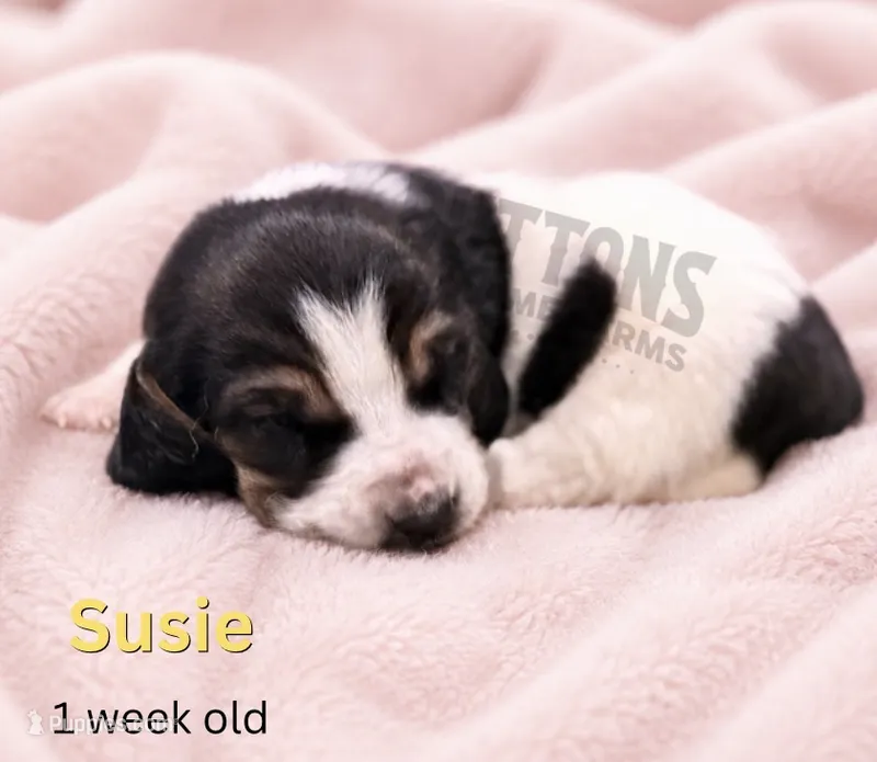 Susie – Basset Hound puppy for sale in Jasper, MO