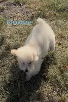 Theodore, a male Maltipoo for sale in Jasper, MO – 2 of 2