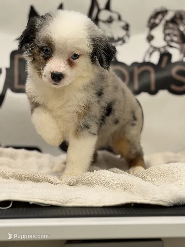 Bridget - Ready Now – Miniature American Shepherd puppy for sale in Jasper, MO