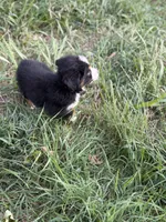 Oopsie - Ready Now, a male Toy Australian Shepherd for sale in Jasper, MO – 4 of 9