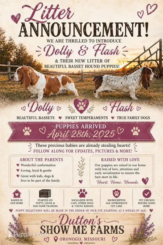 Scooby – Basset Hound puppy for sale in Jasper, MO