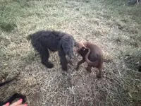 Freya, a female Poodle - Standard  for sale in Jasper, MO – 3 of 3