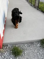 Nimbus - fully vetted & neutered, a male Cavalier King Charles Spaniel for sale in Jasper, MO – Photo 3 of 3