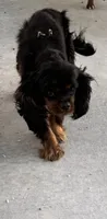 Nimbus - fully vetted & neutered, a male Cavalier King Charles Spaniel for sale in Jasper, MO – Photo 2 of 3