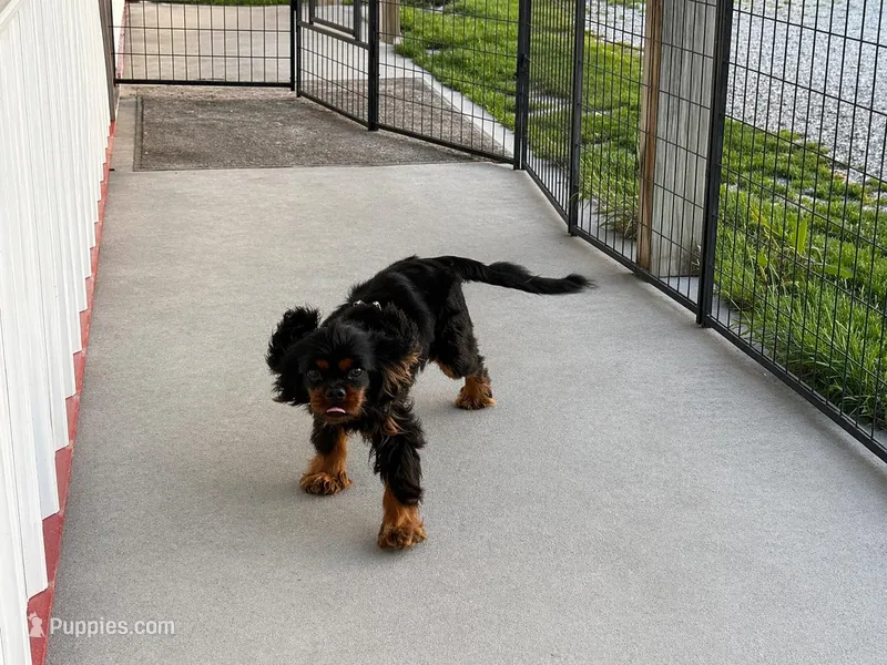 Nimbus - fully vetted & neutered – Cavalier King Charles Spaniel puppy for sale in Jasper, MO