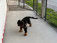 Nimbus - fully vetted & neutered, a male Cavalier King Charles Spaniel for sale in Jasper, MO – Photo 1 of 3