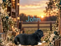 John, a male Miniature Australian Shepherd for sale in Oronogo, MO – 1 of 3