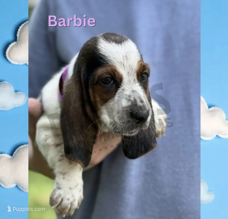 Barbie – Basset Hound puppy for sale in Jasper, MO