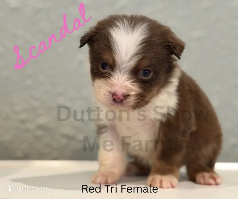 Scandal  – Miniature American Shepherd puppy for sale in Jasper, MO