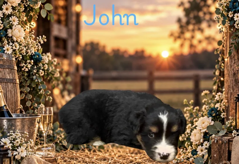 John  – Miniature Australian Shepherd puppy for sale in Oronogo, MO