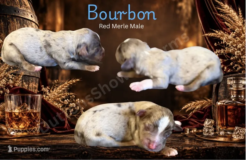 Bourbon – Miniature Australian Shepherd puppy for sale in Oronogo, MO