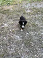 Oopsie - Ready Now, a male Toy Australian Shepherd for sale in Jasper, MO – 5 of 9