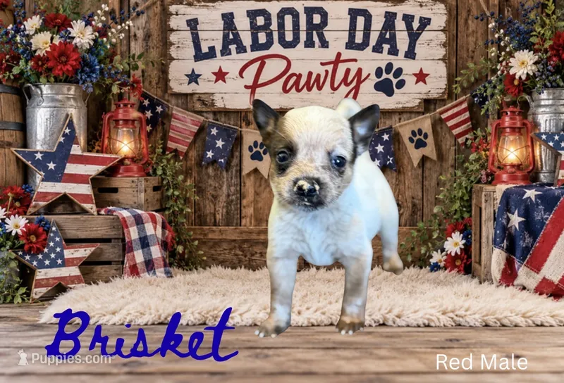 Brisket - AKC  – Australian Cattle Dog puppy for sale in Oronogo, MO