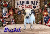 Brisket - AKC , a male Australian Cattle Dog for sale in Oronogo, MO – 1 of 2