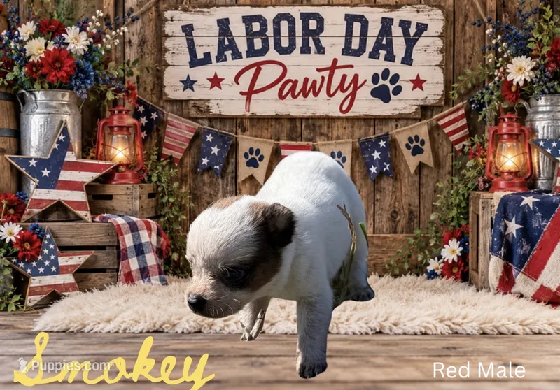 Smokey – Australian Cattle Dog puppy for sale in Oronogo, MO