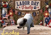 Smokey, a male Australian Cattle Dog for sale in Oronogo, MO – 1 of 2