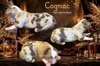 Cognac, a male Miniature Australian Shepherd for sale in Oronogo, MO – 1 of 2