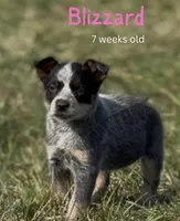 Blizzard - AKC & health tested parents - Ready 3/18, a female Australian Cattle Dog for sale in Jasper, MO – Photo 1 of 4