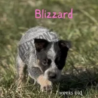 Blizzard - AKC & health tested parents - Ready 3/18, a female Australian Cattle Dog for sale in Jasper, MO – Photo 2 of 4