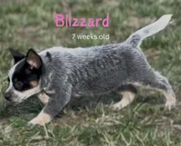 Blizzard - AKC & health tested parents - Ready 3/18, a female Australian Cattle Dog for sale in Jasper, MO – Photo 4 of 4