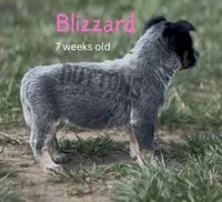 Blizzard - AKC & health tested parents - Ready 3/18, a female Australian Cattle Dog for sale in Jasper, MO – Photo 3 of 4