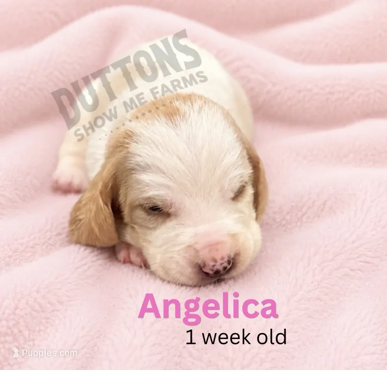 Angelica – Basset Hound puppy for sale in Jasper, MO