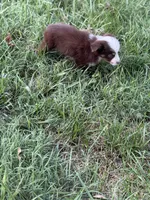 Havoc - Ready Now, a male Toy Australian Shepherd for sale in Jasper, MO – 4 of 9