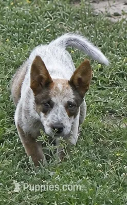 Glacier - Reduced til May 23rd – Australian Cattle Dog puppy for sale in Jasper, MO