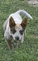Glacier - Reduced til May 23rd, a female Australian Cattle Dog for sale in Jasper, MO – 1 of 1