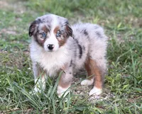 Branch - Ready Now, a male Miniature Australian Shepherd for sale in Jasper, MO – 3 of 7