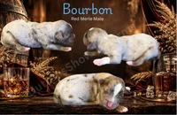 Bourbon, a male Miniature American Shepherd for sale in Oronogo, MO – 1 of 2