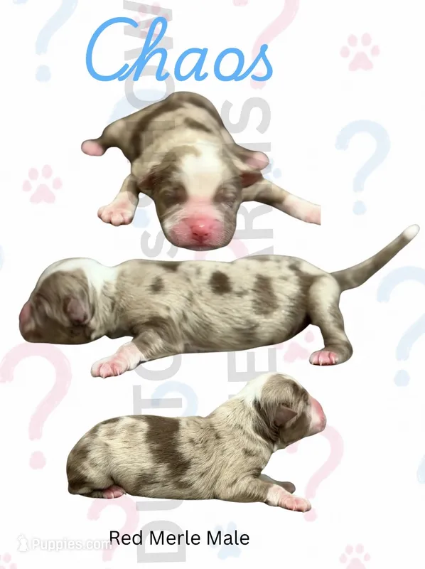 Chaos – Miniature American Shepherd puppy for sale in Jasper, MO